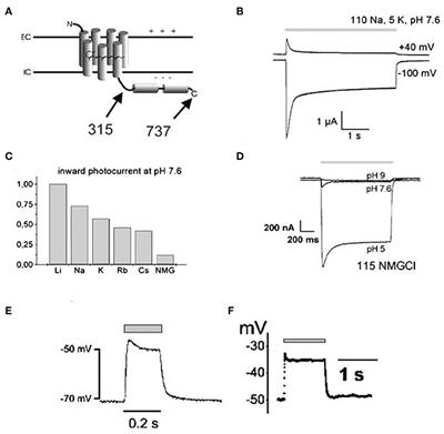 Optogenetics: Background, Methodological Advances and Potential Applications for Cardiovascular Research and Medicine